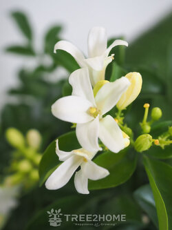 ต้นแก้วลิลลี่