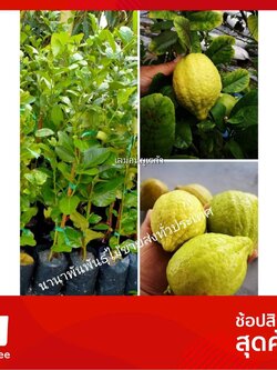 🍋🍋🍋ต้นเลม่อนยูเรก้า เปรี้ยวหอม ผลดกใหญ่