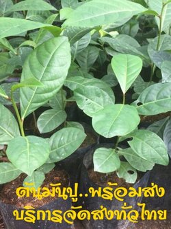 ต้นมันปูถุงชำ ถุงชำพร้อมส่งค่ะ