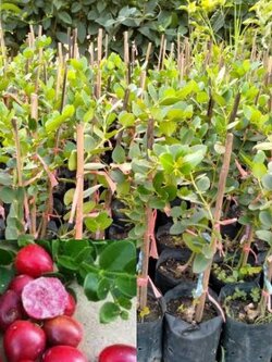 มะม่วงหาวมะนาวโห่ญี่ปุ่น พันธุ์หวานลุกใหญ่ จ้า