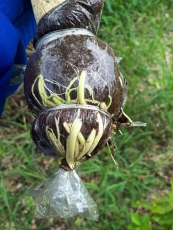 ต้นผักหวานป่า กิ่งตอนผักหวาน ผักหวานป่า ผักหวาน