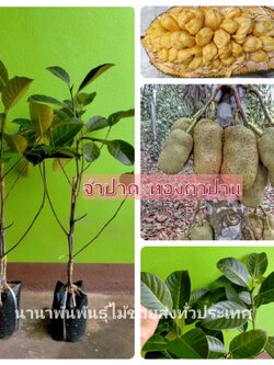 ต้นจำปาดะทองตาปาน จำปาดะรสชาดหวาน เนื้อละมุนอร่อยขอบอก ต้นทาบพร้อมส่งคะ