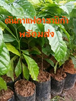 ต้นกาแฟอาราบิก้า พร้อมส่งค่ะ