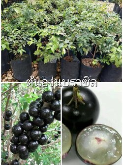 ต้นองุ่นบราซิล หรือ ฌาบูชีกาบา หรือ Jabuticaba