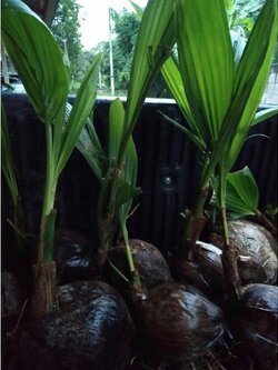 #ต้นมะพร้าวน้ำหอมพันธุ์เตี้ย มะพร้าวน้ำหอมบ้านแพ้ว