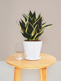 ต้นลิ้นมังกร (Lotus)