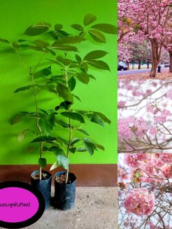 ต้นชมพูพันธุ์ทิพย์ ไม้ดอกสวยงาม ขนาด 60-80 cm