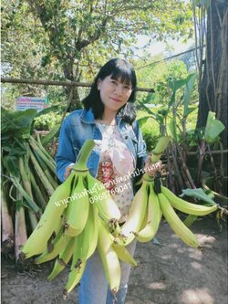 🍌🍌#หน่อกล้วยงาช้าง ลูกใหญ่ ยาว หน่อสวยพร้อมปลูกค่ะ