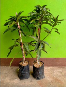 🥭#ต้นมะม่วงมันขายตึก หรือแขกขายตึกต้นทาบสวยๆจ้า