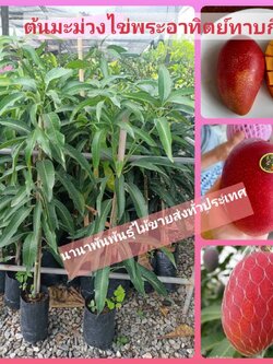 🥭ต้นมะม่วงไข่พระอาทิตย์ทาบกิ่ง สวยๆจ้า