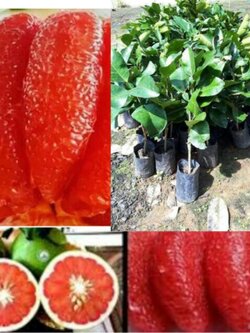 ต้นส้มโอทับทิมสยาม แบบถุงชำขนาด 40-60 ชม.วัดจากปากถุง