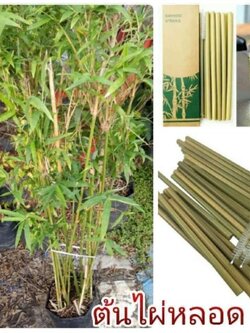 ต้นไผ่หลอดใช้แทนหลอดเพื่อดูดเครื่องดื่มต่างๆ