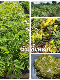 #ต้นขี้เหล็ก ปลูกขี้เหล็กเป็นแนวรั้ว ชุด 4 ต้น