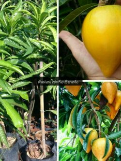 ต้นม่อนไข่หรือเซียนท้อ ราคาถูกมากๆค่ะระยะเวลาให้ผล 3-4ปี