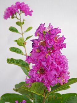 ต้นม่วงสาหรี่