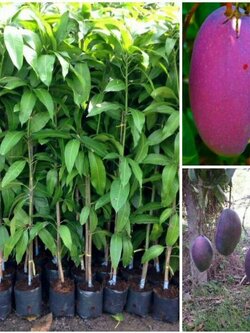 #ต้นมะม่วงแดงจักรพรรดิ์ #มะม่วงแดงจักรพรรดิ #มะม่วงใต้หวัน สวยมากค่ะพร้อมส่งจ้า