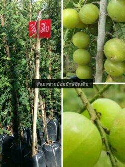 มะขามป้อมยักษ์อินเดีย ผลไม้เพื่อสุขภาพขนาดเท่าลูกกอลฟ์