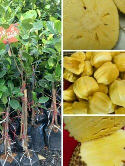 ต้นขนุนไร้เมล็ดพันธุ์เพชรน้ำผึ้ง พร้อมส่งค่ะ