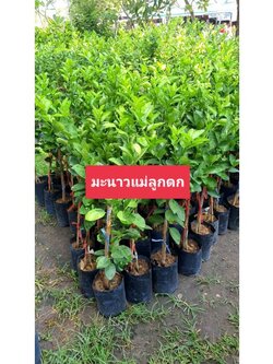 🍋ต้นมะนาวแม่ลูกดก มะนาวแป้นลูกดกสมชื่อ ต้นพร้อมปลูกคะ