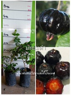 🌚#ต้นมะยมดำ มะยมบราซิล ของแปลกต้องลอง !!