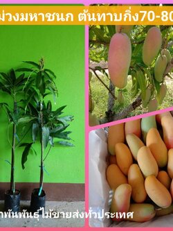 🥭ต้นมะม่วงมหาชนก ทาบกิ่งสวยๆจ้า