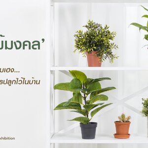 9 ‘ต้นไม้มงคล’ ยอดฮิต ปลูกแล้วเพิ่มความเฮง เสริมฮวงจุ้ย ควรปลูกไว้ในบ้าน