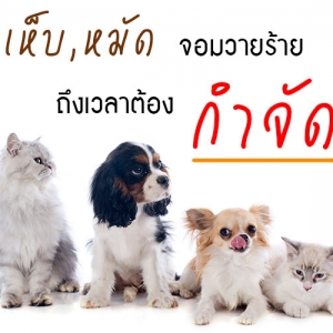 เห็บหมัด จอมวายร้าย ถึงเวลาต้องกำจัด !