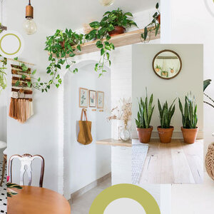 แต่งบ้านสไตล์ Greenery ง่าย ๆ ด้วย 7 ต้นไม้สุดแนวที่ปลูกได้ในบ้าน