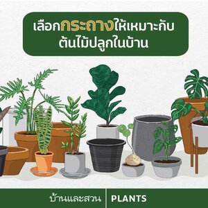 เลือกกระถางให้ต้นไม้ในบ้านอย่างไรดี