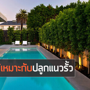 9 ต้นไม้ปลูกริมรั้ว แนวเขตบ้านช่วยบังสายตา