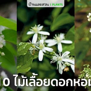 10 ไม้เลื้อยดอกหอม กับเคล็ดลับทำให้ออกดอกสวย