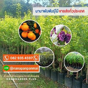 ร้านนานาพันพันธุ์ไม้ขายส่งทั่วประเทศ