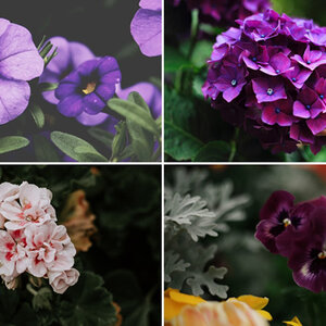 12 ต้นไม้ปลูกริมระเบียง ทนแดดทนฝน สร้างสีสัน เติมความสดชื่น