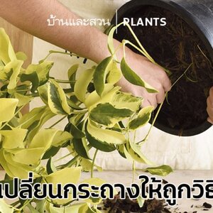 ขั้นตอนเปลี่ยนกระถางต้นไม้อย่างถูกวิธี