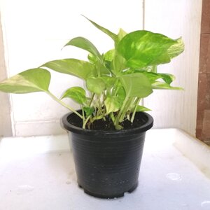 เคล็ดลับการเลือกพันธุ์ไม้สำหรับปลูกภายในบ้าน Indoor Plants