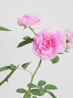 ต้นกุหลาบเลื้อย