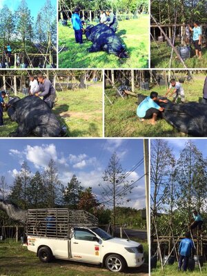 การจัดส่งไม้ (OVERSIZED TREES DELIVERY)