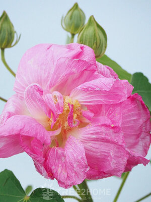 ต้นพุดตาน