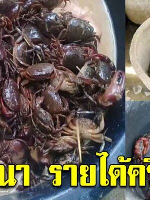 ผันตัวมาเลี้ยงปูนา ในบ่อ สร้างรายได้ดีครึ่งแสน