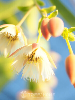 ต้นกระดิ่งนางฟ้า