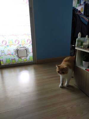 Door for pet ประตูแมว