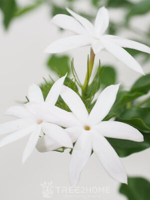 ต้นมะลุลีแคระ