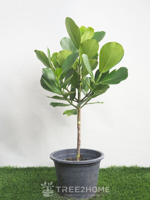 ต้นเกล็ดกระโห้