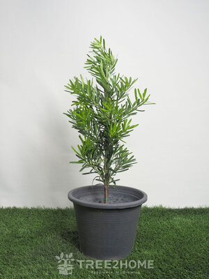 ต้นสนใบพาย