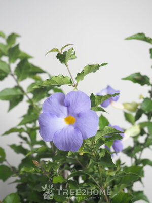 ต้นช้องนาง