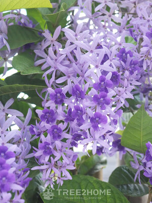 ต้นพวงครามออสเตรเลีย