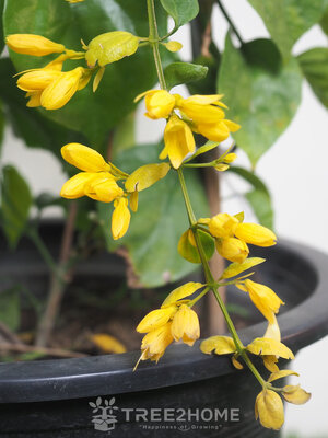 ต้นมาลัยทอง