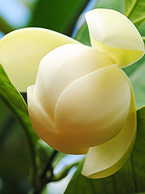 ต้นยี่หุบ