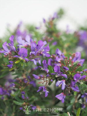 ต้นม่วงเจริญ