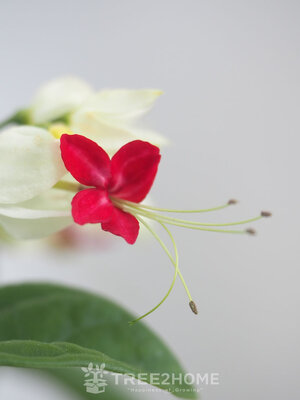 ต้นมังกรคาบแก้ว